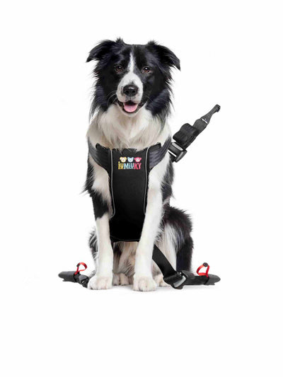 Arnés de perro Travel Fix • Talla M (<26 kg)